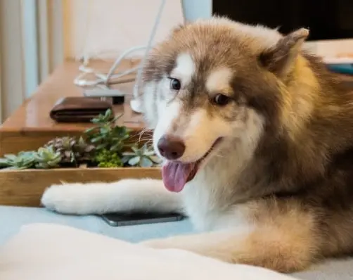Best Pet Insurance in USA